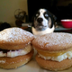 Illustration for article titled This Is Totally My Dog Every Time I Eat